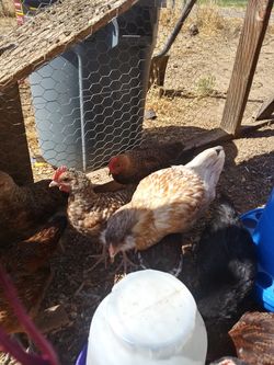 Beautiful Chicks!!!!