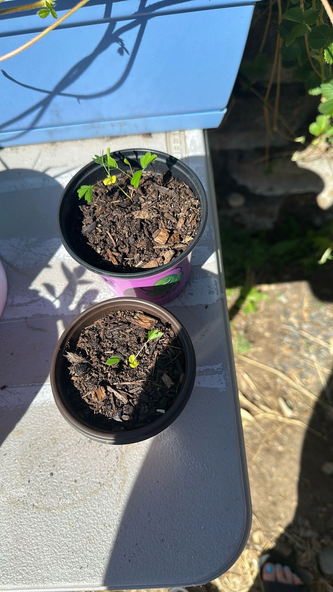 Sensitive Plant