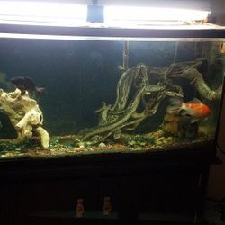 60 gallon aquarium