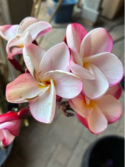 Pink Pansy Plumeria Cutting.  Pickup in Chula Vista 91914. Fresh cut and sealed 6/13/2026