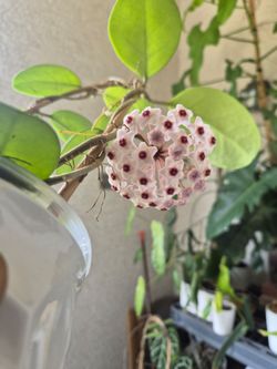 Hoya 'Mary Alice' RHM-066