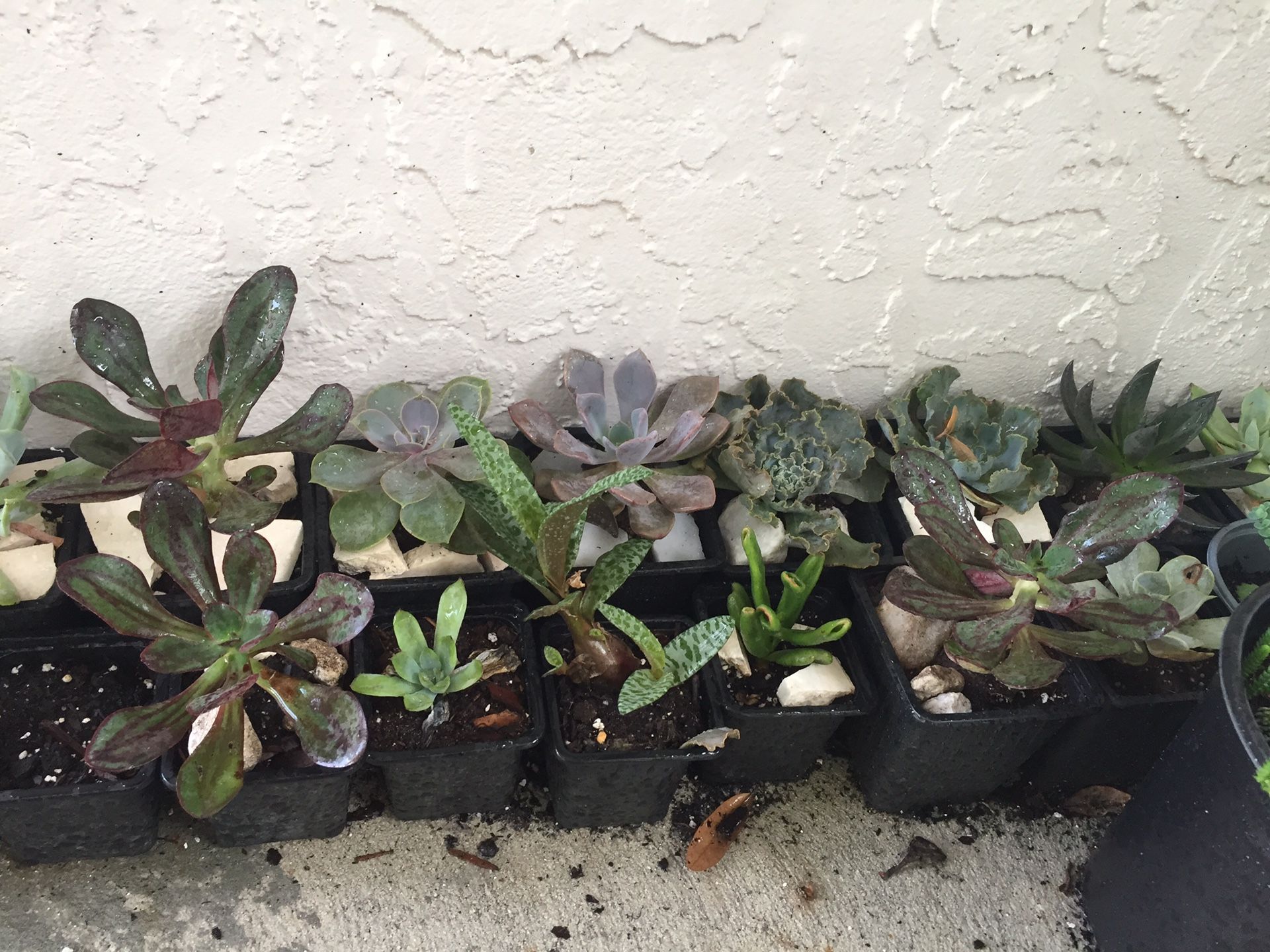 Succulents, plumerias, and other plants for sale