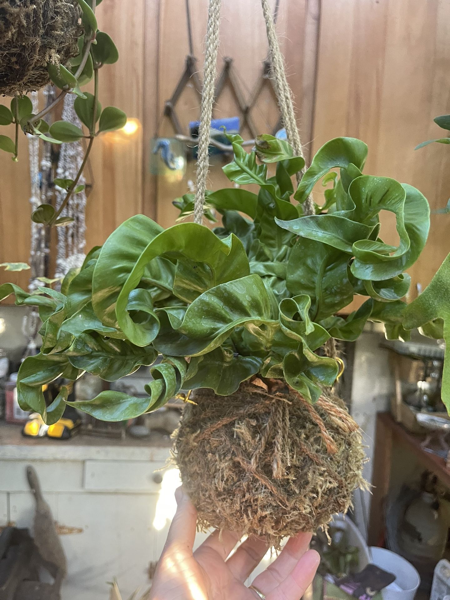 Multiple Kokedama’s Available With Different Plants 