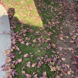 Busco Quien Me Ayude En El Jardín