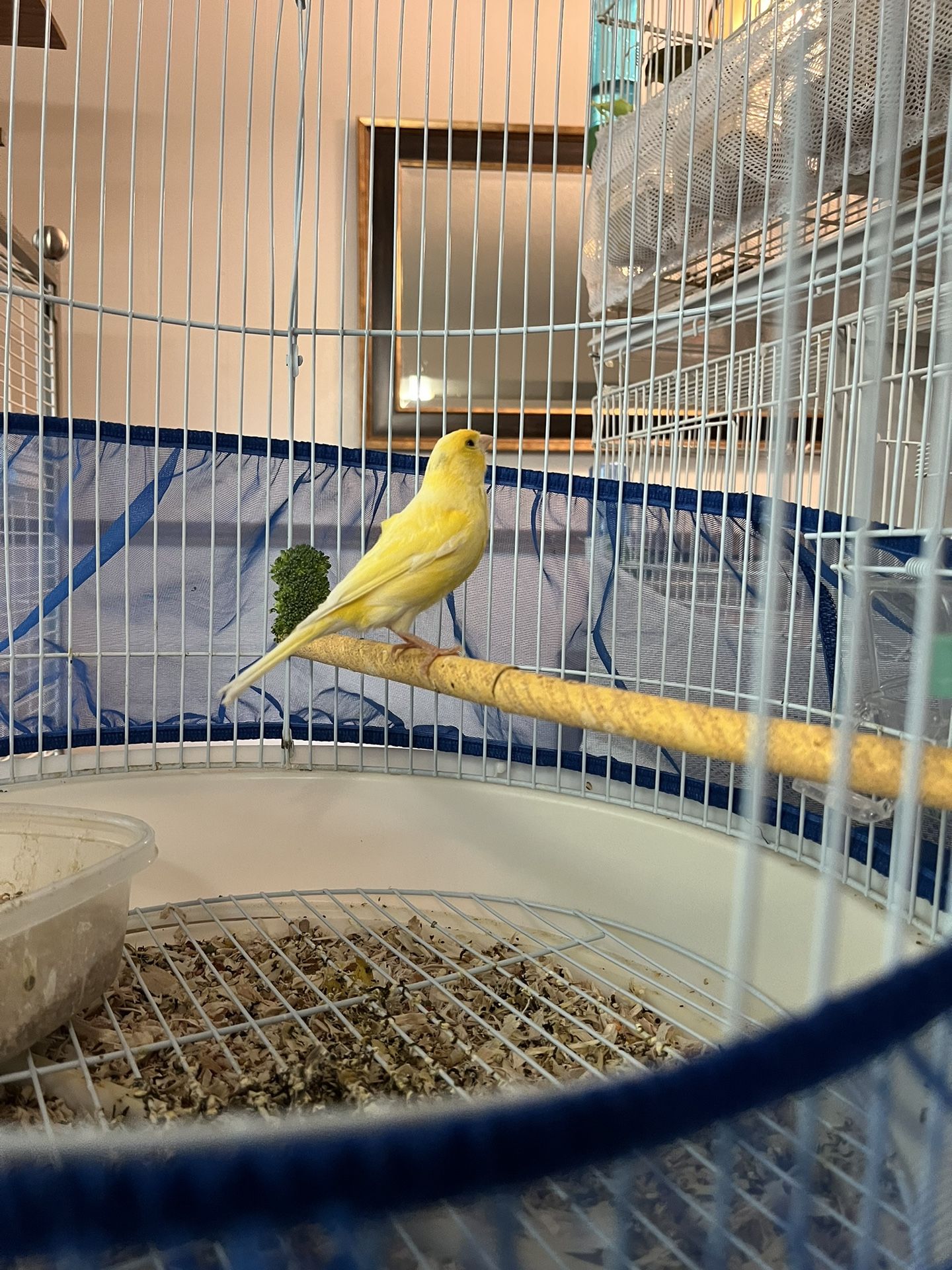 Birds Cages