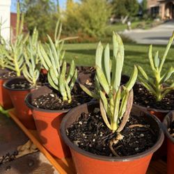 Blue Chalk Sticks Succulent Plants