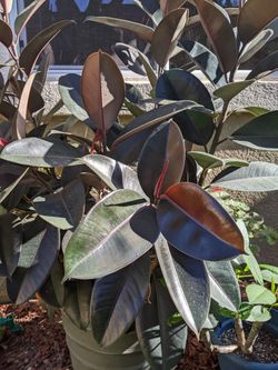 Giant Ficus Elastiva Robusta Rubber Plant