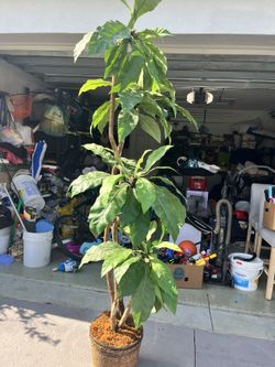 Artificial Bush 6’-00” 