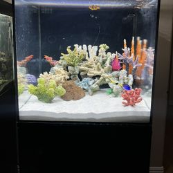 40g Cube Saltwater Aquarium Fish Tank 