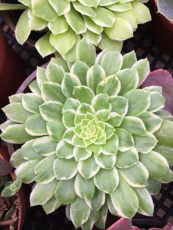 Succulents tray