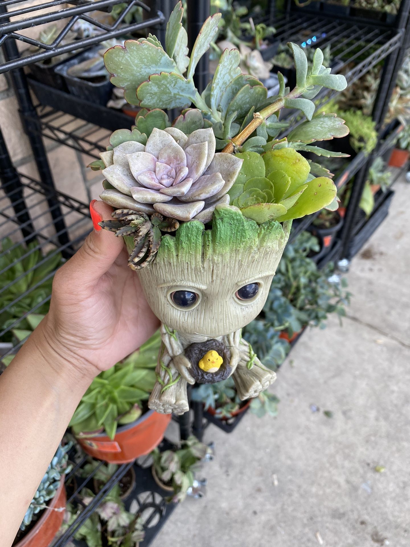 Baby Groot Succulent Arrangementmitgetsday Day Gift