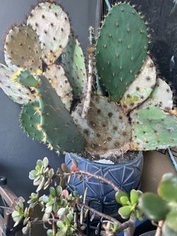 Cactus