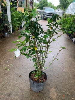 White Rose of Sharon shrub