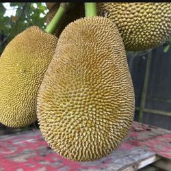 Jack Fruit