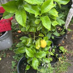 Arbol De Limon Amarillo