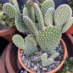 Bunny Ear Cactus 