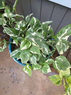N'Joy Pothos in ceramic pot and plant stand