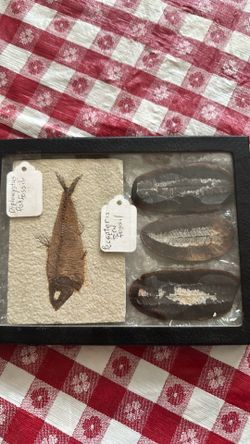 Diplomystus and Pecopteris Fern Fossils