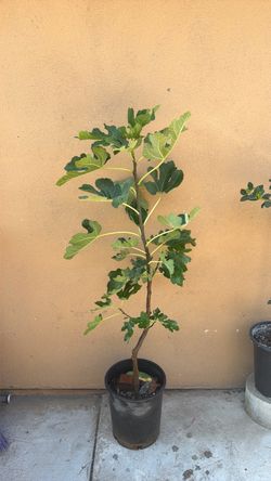 Higuera / fig tree