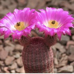 Rainbow cactus  🪴🌵💜