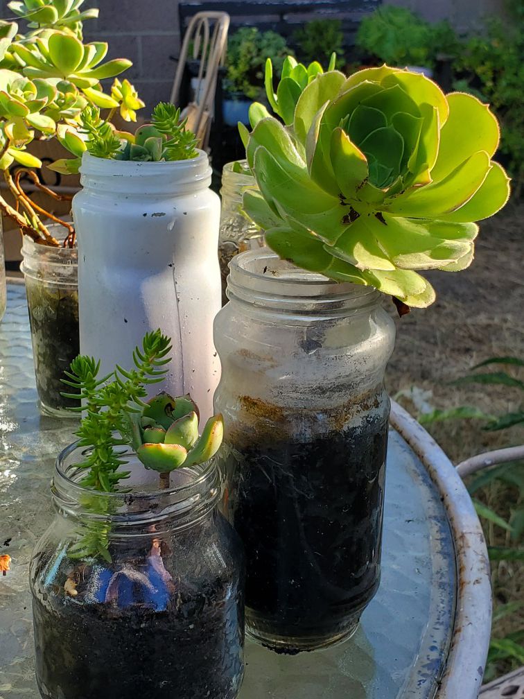 Succulent growing in recyclable glass container
