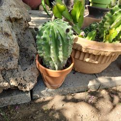 Each cactus 8 blooms white