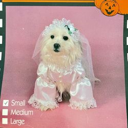 Dog Bride Halloween Costume