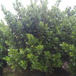 VERY BIG CLUSIA PLANT FOR SALE!  SPECTACULAR BEST QUALITY & BEST PRICE IN TOWN