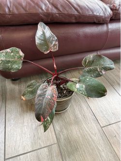 Live Philodendron Milky Way Plant with Ceramic Pot (Please read full description)