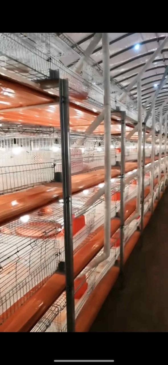 Brand New Fully Automated Quail Farming Equipment – Complete Setup