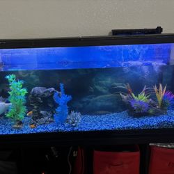 55 Gallon Fish Tank And Stand