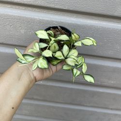 4” Variegated Hoya Heuschkeliana 