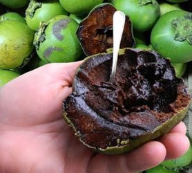 Black sapote tree