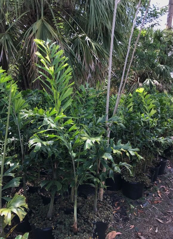 Foxtail Palm
