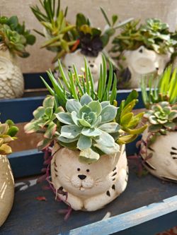 Animal Pots with Succulents Arrangements