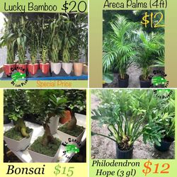 Home Plants- Money Tree, Bonsai, Areca Palms