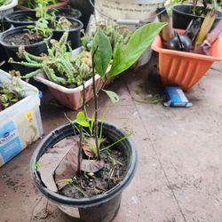 Jackfruit Plant Tree ❤️