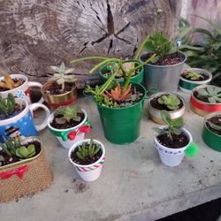 Succulents