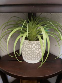 Decorative Faux Spider Plant in Ceramic Pot – Modern Home Decor