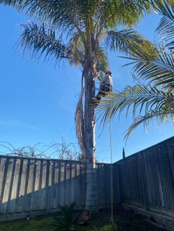 Tree Trimmer