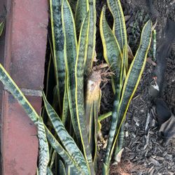 Plants