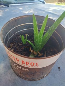 Two aloe vera plants same can
