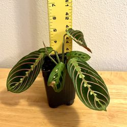 Calathea Maranta House Plant. Sammamish, Beaver Lake 