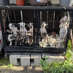 Dog Crate