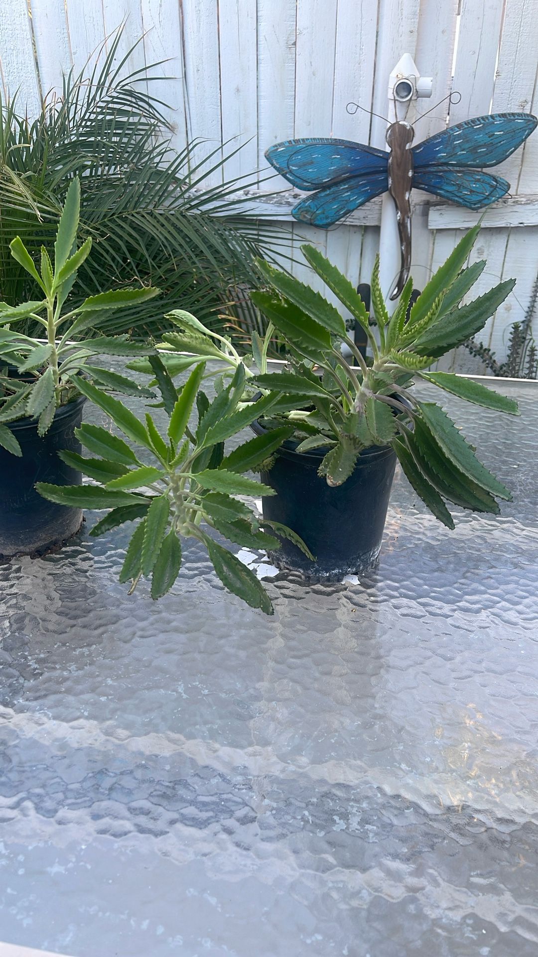 Mother Of Thousands, Madre De Millón