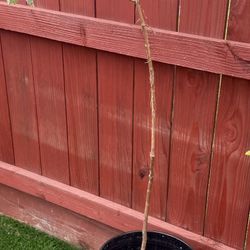 Guava Plant 5ft Tall 