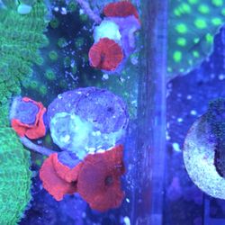 Decorative Coral Red Mushrooms 