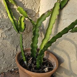 Dragon Fruit Plant In Clay Pot 