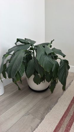 Giant Peace Lilly Needs TLC
