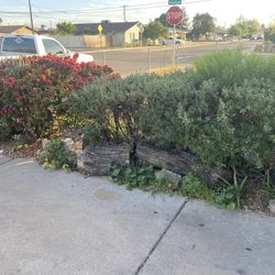 Bushes Remove And Triming 